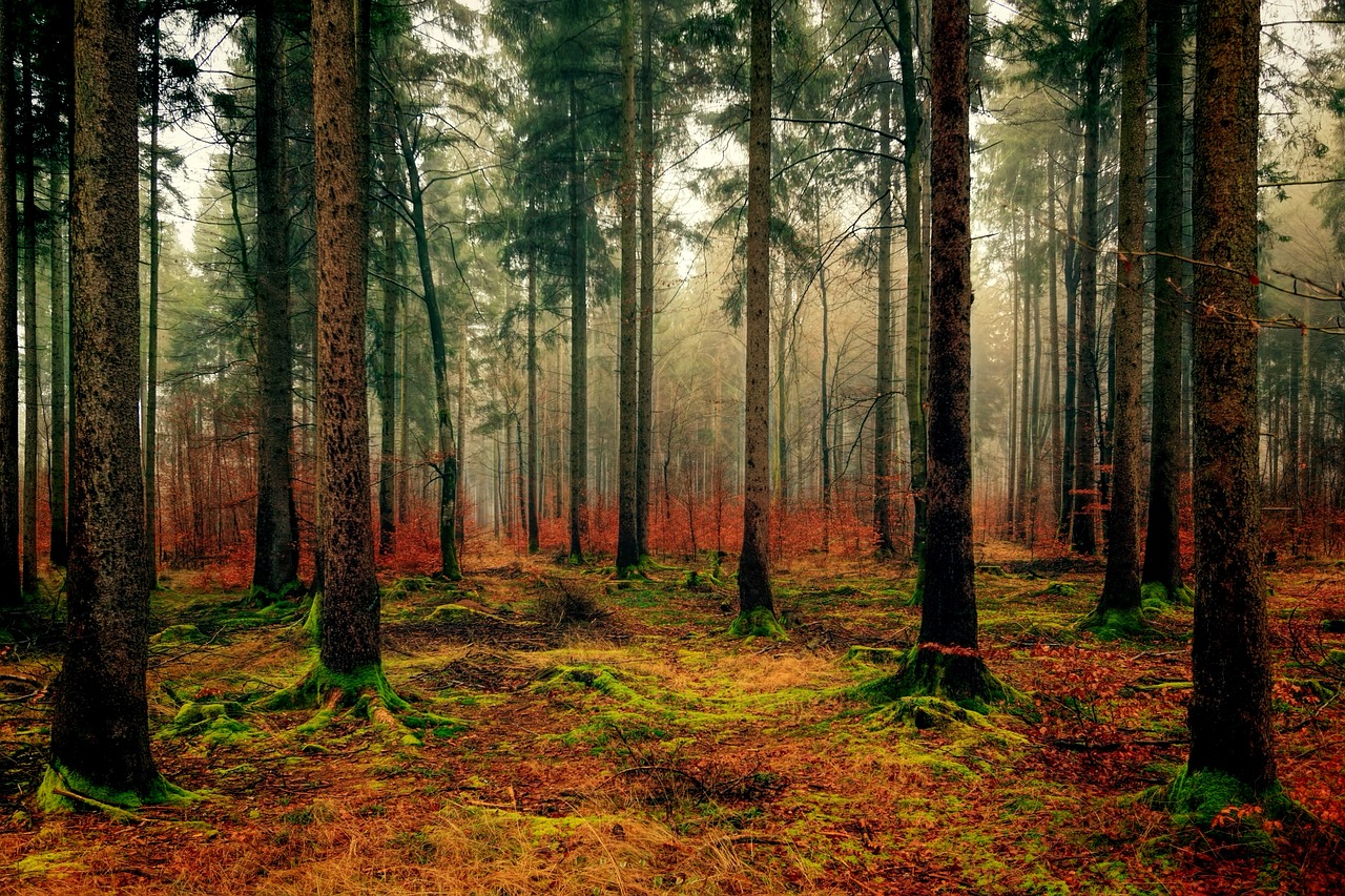 記事:違法伐採木材の流通防止に向け、クリーンウッド法改正案提出へのイメージ画像