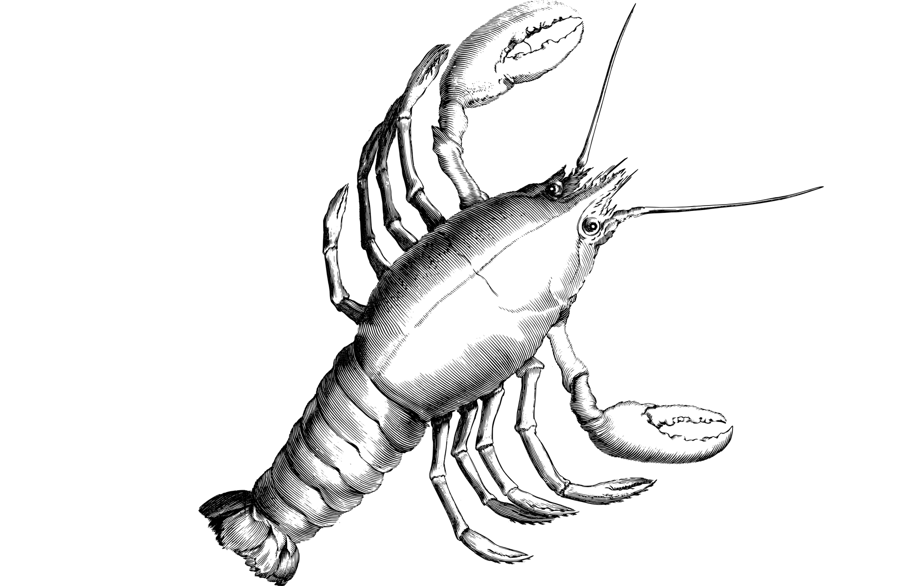 記事:外国産ロブスターを伊勢海老表記で販売したサコウ食品に措置命令 ー三重県のイメージ画像